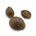 Cookies Seeds Automatic Seeds Lucky Hemp   