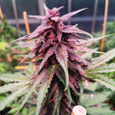 Gelato Seeds Automatic Seeds Lucky Hemp   