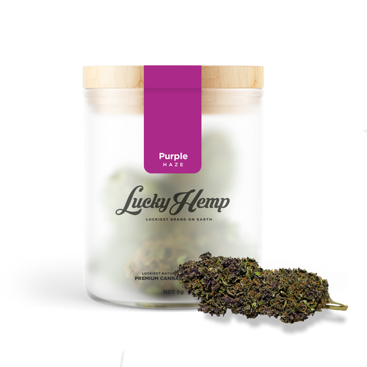 Purple Haze flowers Lucky Hemp   